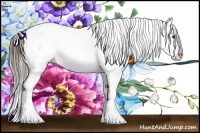 Horse Color:Buckskin Appaloosa