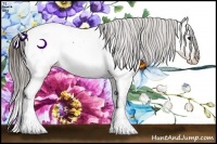 Horse Color:Buckskin Appaloosa