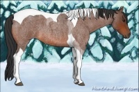 Horse Color:Bay Roan Tobiano