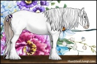 Horse Color:Buckskin Appaloosa 