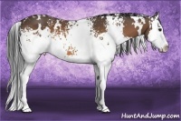 Horse Color:White Spotted Buckskin Splash 