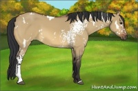 Horse Color:White Spotted Bay Dun 