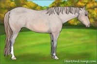 Horse Color:Buckskin Frame Appaloosa