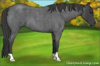Horse Color:Smoky Blue Roan 