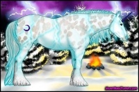 Horse Color:Thunderstruck Chocolate Palomino Splash Appaloosa 