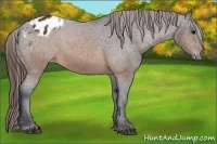 Horse Color:Brown Appaloosa