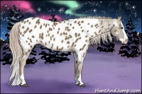 Horse Color:Chocolate Palomino Splash Appaloosa 