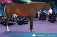 Horse Color:Liver Chestnut Sabino Rabicano