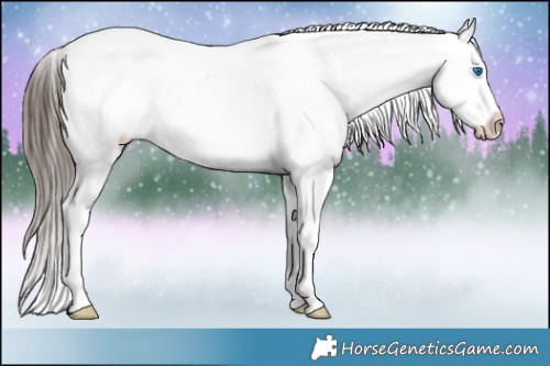 Horse Color:White Spotted Liver Chestnut Sabino Splash Frame Appaloosa 