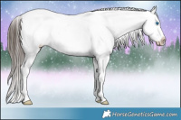 Horse Color:White Spotted Liver Chestnut Sabino Splash Frame Appaloosa 