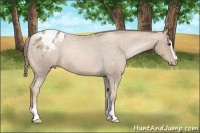 Horse Color:Liver Chestnut Pearl Sabino Varnish Rabicano 