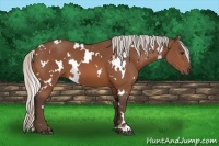 Horse Color:White Spotted Silver Bay 