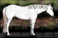 Horse Color:White Spotted Buckskin Splash Varnish 