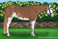 Horse Color:Chestnut Sabino Splash 