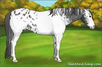 Horse Color:White Spotted Black Appaloosa