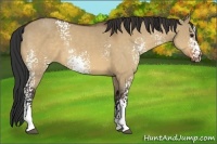 Horse Color:White Spotted Bay Dun Sabino 
