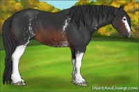 Horse Color:White Spotted Brown 