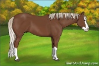 Horse Color:Chestnut Splash 