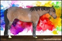 Horse Color:Buckskin 