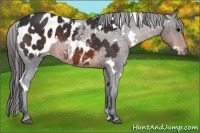 Horse Color:White Spotted Brown Appaloosa