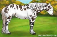 Horse Color:Buckskin Ice Frame Varnish Rabicano 
