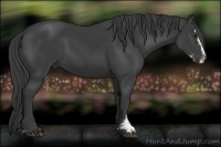 Horse Color:Smoky Black Sabino