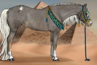 Horse Color:Liver Chestnut Sabino Appaloosa Rabicano 