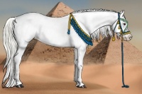 Horse Color:Liver Red Dun Appaloosa Rabicano 