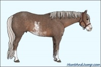 Horse Color:Silver Black Sabino 