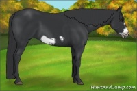 Horse Color:Black Frame 