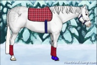 Horse Color:Silver Blue Roan Splash Tobiano Appaloosa Rabicano