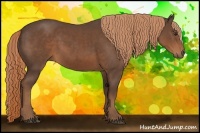 Horse Color:Liver Chestnut Rabicano
