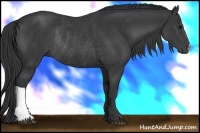 Horse Color:Black Rabicano 