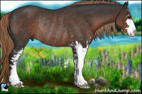 Horse Color:Liver Chestnut Sabino Rabicano 