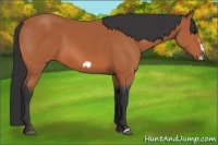Horse Color:Bay Frame