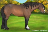 Horse Color:Buckskin Sabino 