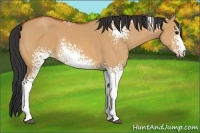 Horse Color:White Spotted Bay Dun