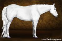 Horse Color:Gray Silver Bay Dun 