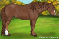 Horse Color:Chestnut  Brindle