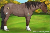 Horse Color:Bay Roan 