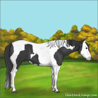 Horse Color:Brown Splash Tobiano 