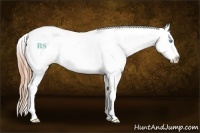 Horse Color:White Spotted Buckskin Pearl Appaloosa Rabicano
