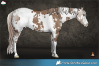 Horse Color:White Spotted Liver Red Dun Sabino 