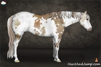 Horse Color:White Spotted Liver Red Dun Sabino 