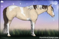 Horse Color:Amber Champagne Roan Dun Splash Tobiano 