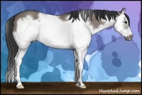 Horse Color:Grullo Sabino Splash Frame 