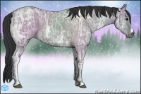 Horse Color:Grullo Ice 