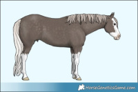 Horse Color:Silver Black Splash