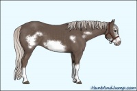 Horse Color:Silver Black Sabino Splash Frame 