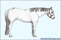 Horse Color:Brown Sabino Frame Appaloosa 